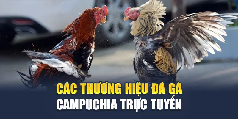 Khám Phá Trường Gà Campuchia Trực Tuyến Tại W88 Uy Tín 2 Các thương hiệu đá gà Campuchia trực tuyến
