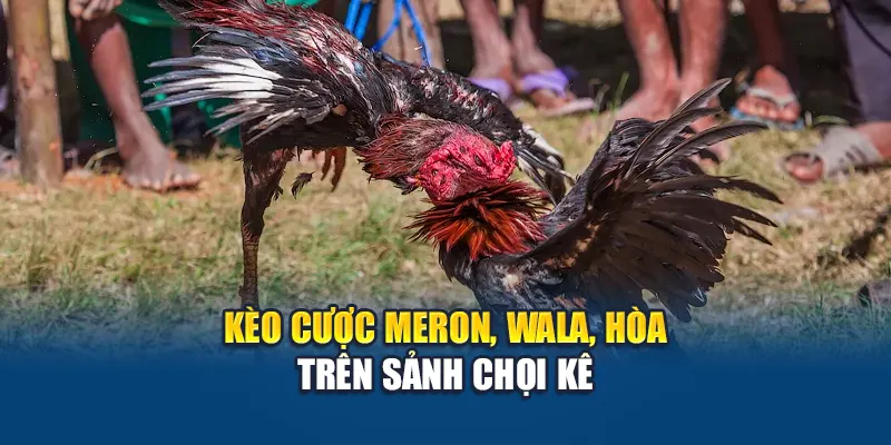 Kèo cược Meron, Wala, Hòa trên sảnh chọi kê