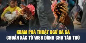 Khám Phá Thuật Ngữ Đá Gà Chuẩn Xác Từ W88 Dành Cho Tân Thủ