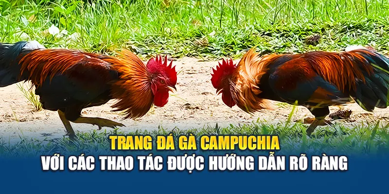 Trải Nghiệm Đá Gà Campuchia Đỉnh Cao Cùng Nhà Cái W88 2 Trang đá gà Campuchia với các thao tác được hướng dẫn rõ ràng