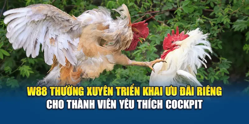Đá Gà Chọi Tại W88 – Kênh Cá Cược Hấp Dẫn Không Thể Bỏ Lỡ 3 W88 thường xuyên triển khai ưu đãi riêng cho thành viên yêu thích Cockpit